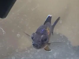 Cichlid's eye about to fall out due to bacterial infection