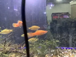 My swordtails pregnant what should I do?