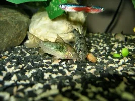 Attention All Corydoras Lovers