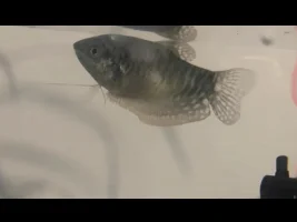 gourami struggles