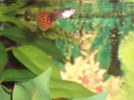 Some pix of my Guppes and Corys