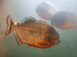 6 x Adult Red Bellied Piranha (Pygocentrus Nattereri)