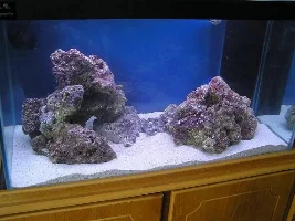 New Reef Setup - Pics And Id Please!