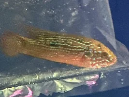 Please help me identify this cichlid