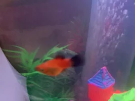 Platys-pregnant or constipated??