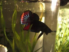 Post Pictures Of Your Bettas!