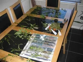 Sophos9 - Planted Tank Journal