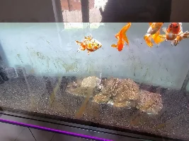 Algae Accumulation on Glass and Rocks - insane levels every two weeks.