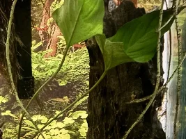 anubias, anubias,  anubias...