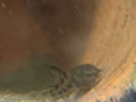 Accidental Peppered Cory baby