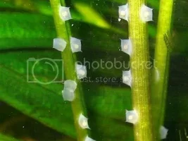 Breeding assassin snails