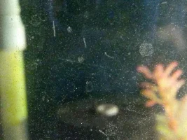 New lfs parasite advice