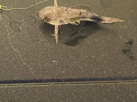 Found One of my Cories Dead but he looks discolored