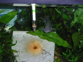Gudgeons eating pattern, No krill were harmed