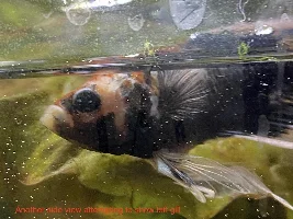 Betta sick / dying?