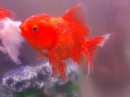 what is this thing that is affecting my fish?