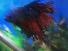 My betta's fin rot won't go away!