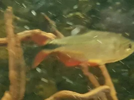 What is this fish?
