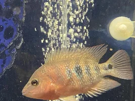 Flowerhorn male or female