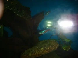 Neons Showing White Stuff On Mouth And Fins