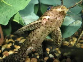 Catfish In Trouble