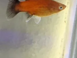 platy--Male or Female?