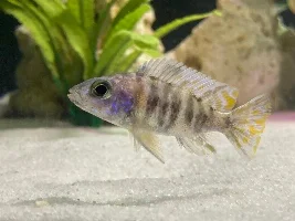 Please Help ID/Sex These New Peacocks