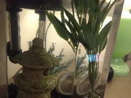 HELP!!! I'm having betta trouble and I need help asap!! (this is really long but full of detail sorry)