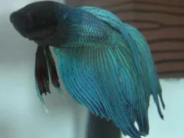 Post Pics Of Your Beautiful Bettas Here!