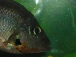 Firemouths, severum, geo and more!