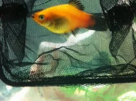 Pregnant Platy? Urgent!
