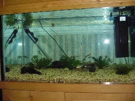 My new tank