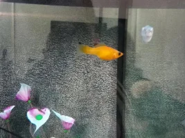 Is my orange Molly pregnant?