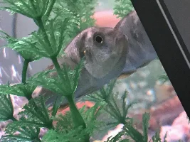 Is my fish pregnant!?