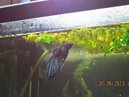 My (very) low-cost 7.92 gallons tank