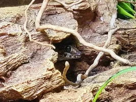 Madagascar ground gecko "Paroedura"
