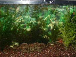 My new shrimp tank :)