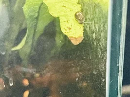 What type of snail is this please, ty