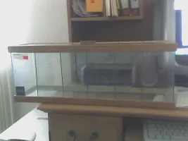 Custom betta tank
