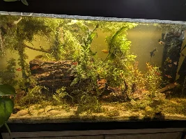VOTE NOW: May 2025 Tank of the Month Contest (31 US gallons and larger)