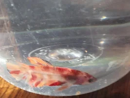 New galaxy kio betta