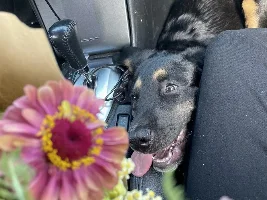 JuiceBox52 - July 2023 Pet of the Month Winner