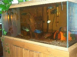I'm going to try to put up some pics of my fish