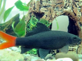 Bristlenose Plec + Red Tail Black Shark