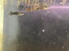 Fin rot again? What do i do