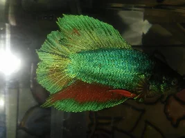 Help! Velvet or iridescence?