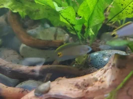 Peacock gudgeon photos