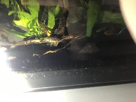 Julio Cory dying?