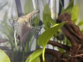 Angelfish ID
