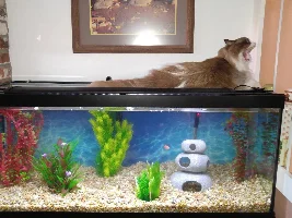 Progression of my tank